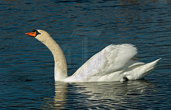 Cygnus olor  MUTE SWAN 6000483