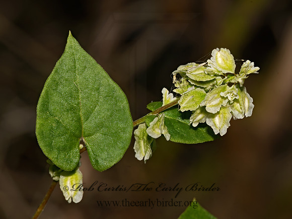 Polygonum scandens  CLIMBING FALSE BUCKWHEAT 3026380-z
