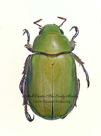 Chrysina beyeri SHINING LEAF CHAFER 9019696z