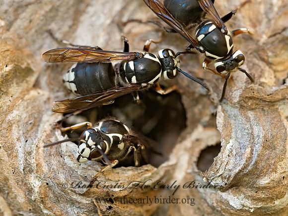 Dolichovespula maculata  BALD-FACED HORNET  3010050z