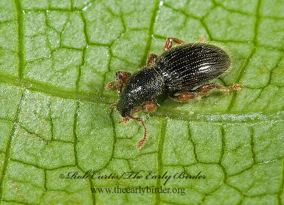 Barypeithes pellucidus 5007761z