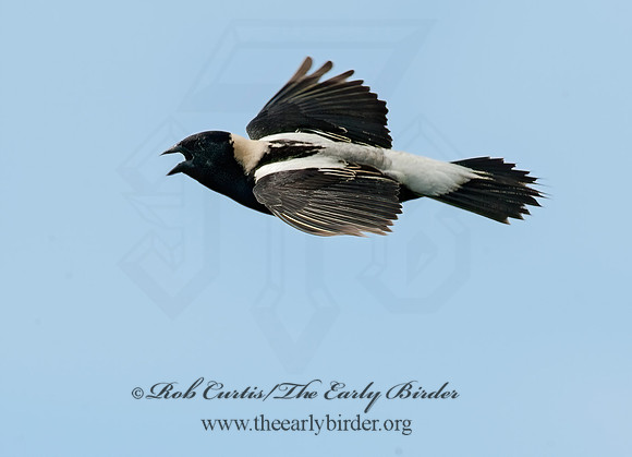 Dolichonyx oryzivorus  BOBOLINK 8025887z