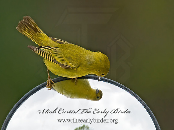 Setophaga petechia  YELLOW WARBLER 6004883z