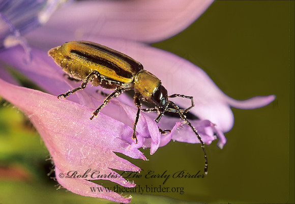 Diiabrotica vergifera 178836z