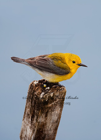 Protonotaria citrea  PROTHONOTARY WARBLER 8025709z