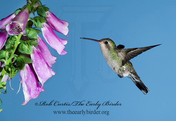 Cyanthus latirostris  BROAD-BILLED HUMMINGBIRD 6025836