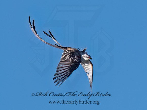 Tyrannus forficatus SCISSOR-TAILED FLYCATCHER 9091872z