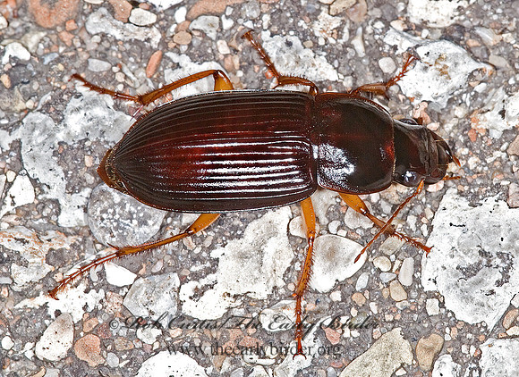 Harpalus (Pseudoophonus) pensylvanicus 6012995z