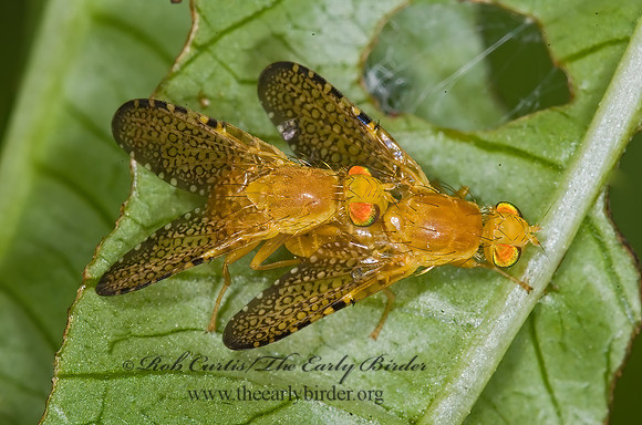 Icterica cincinata  TEPHRITID FRUIT FLY 6012246z