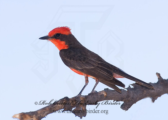 Pyrocephalus rubinus  VERMILION FLYCATCHER 7008549Z