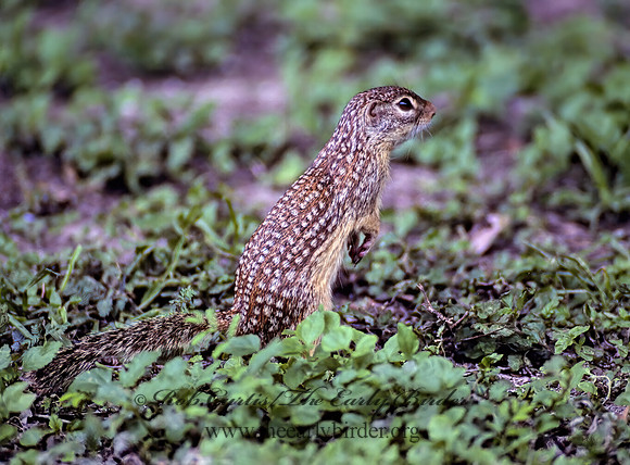 Ictidomys parvidens  RIO GRANDE GROUND SQUIRREL 50722z