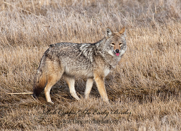 Canis latrans  COYOTE 8025177 z