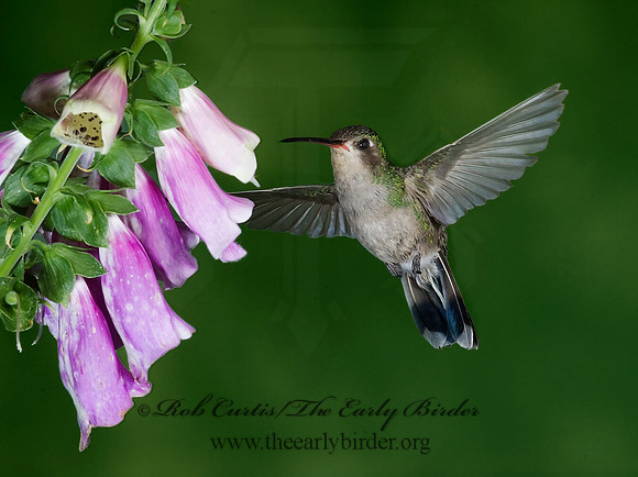Cyanthus latirostris  BROAD-BILLED HUMMINGBIRD 6025661