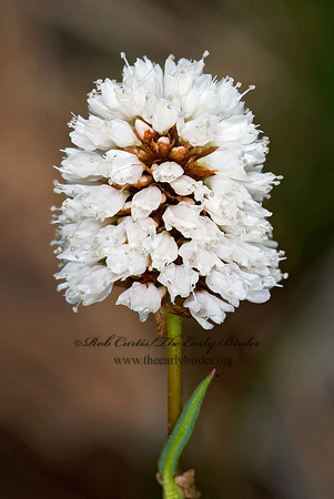Polygonum bistortoides  WESTERN BISTORT 7010418z