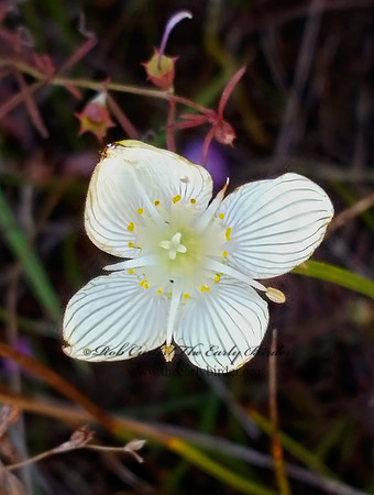 Parnassia glauca  FEN GRASS-OF-PARNASSUS 2000540-z