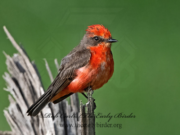 Pyrocephalus rubinus  VERMILION FLYCATCHER 3036178Z