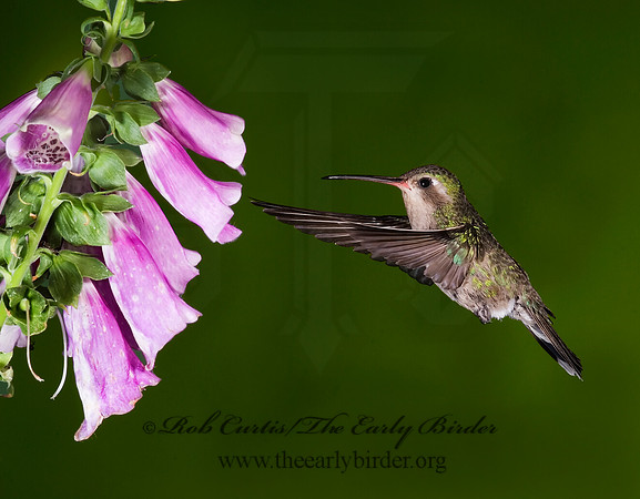 Cyanthus latirostris  BROAD-BILLED HUMMINGBIRD 6025847