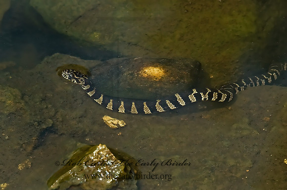 Nerodia sipedon  NORTHERN WATER SNAKE 5009576z