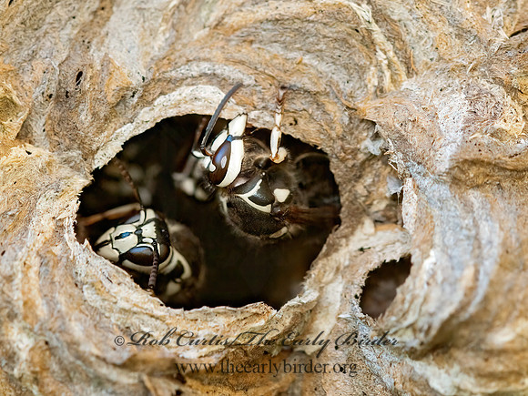 Dolichovespula maculata  BALD-FACED HORNET  3010051z
