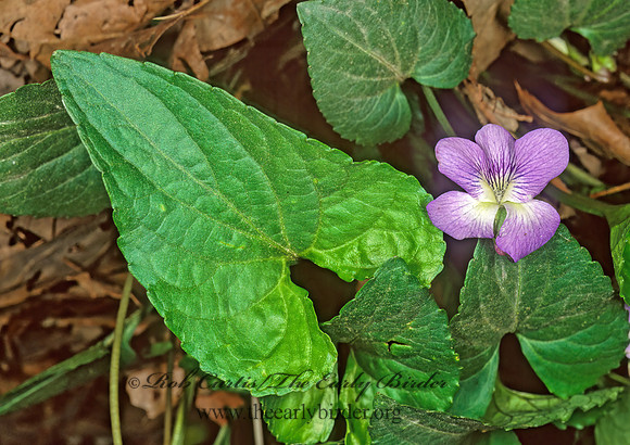 Viola affinis  LE CONTE'S VIOLET 265618z