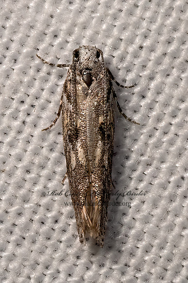 Gelechiinae TWIRLER MOTH 3036603z