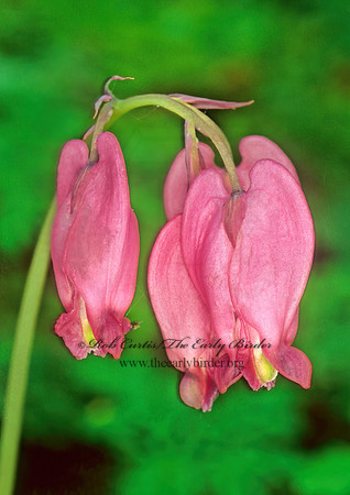 Dicentra formosa  WESTERN BLEEDINGHEART 148913z