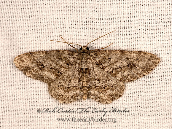 Ectropis crepuscularia  SMALL ENGRAILED 3041676z