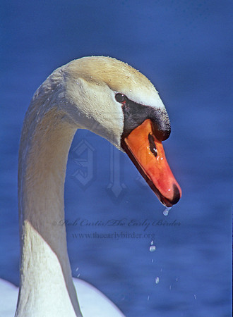 Cygnus olor  MUTE SWAN 65425