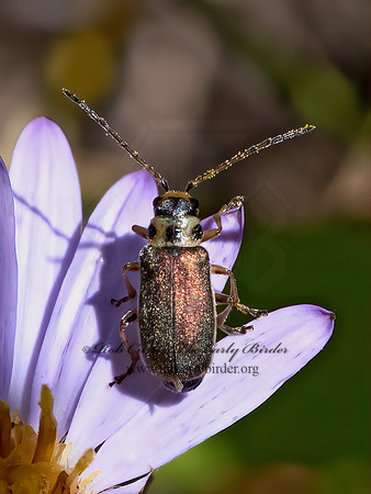Trirhabda  GALERUCINI LEAF BEETLE 3024639z
