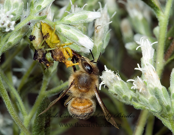 Phymata 5014598z