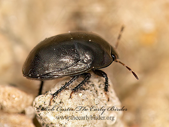 Galgupha  EBONY BUG 9047215z