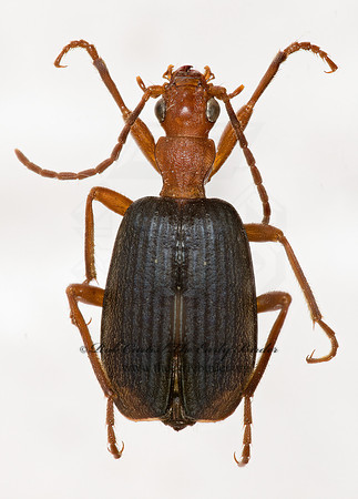 Brachinus elongatulus 9016868z