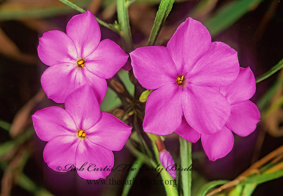 Phlox paniculata  GARDEN PHLOX 285420z