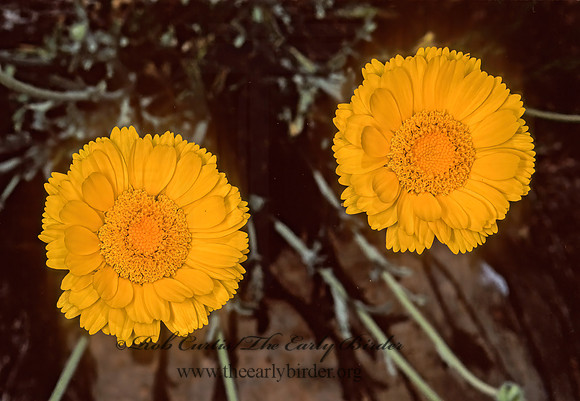 Baileya  DESERT MARIGOLD 122436z