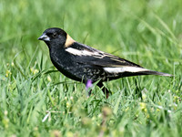 Dolichonyx oryzivorus BOBOLINK 9076384z