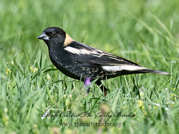 Dolichonyx oryzivorus  BOBOLINK 9076384z
