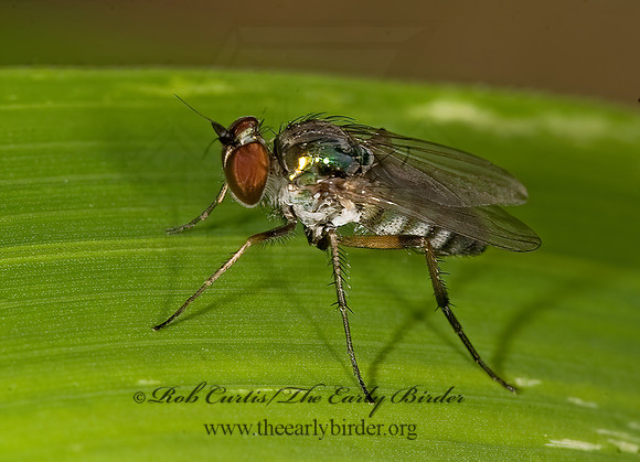 Rhaphium brevilamellatuma  LONGLEGGED FLY~ 8015262z