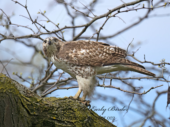 Buteo jamaicensis  RED-TAILED HAWK 9076550Z