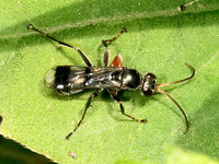 Deuteragenia caliptera SPIDER WASP 9069135z