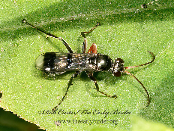 Deuteragenia caliptera  SPIDER WASP 9069135z