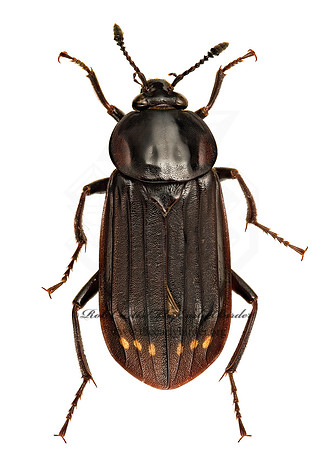 Necrodes surinamensis 9020506z
