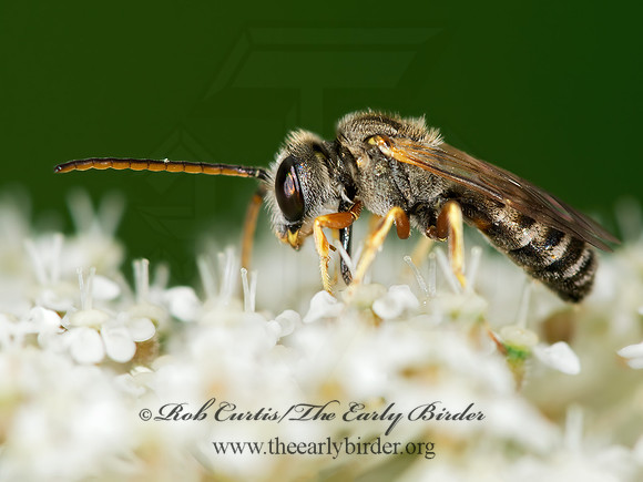 Halictus (Seladonia) confusus  CONFUSING FURROW BEE 9003263 z