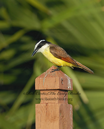 Pitangus sulphuratus  GREAT KISKADEE 6023166z