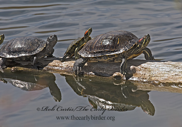 Trachemys scripta elegans  RED EARED SLIDER  6002791z