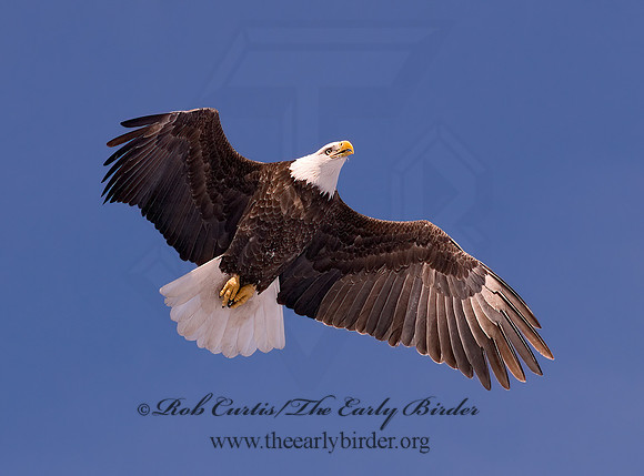 Haliaeetus leucocephalus  BALD EAGLE 6020624z