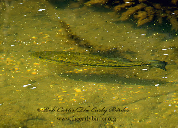 Micropterus salmoides  LARGEMOUTH BASS 9024497z
