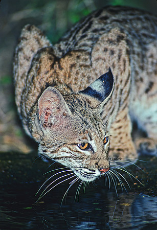 Lynx rufus  BOBCAT 91218z