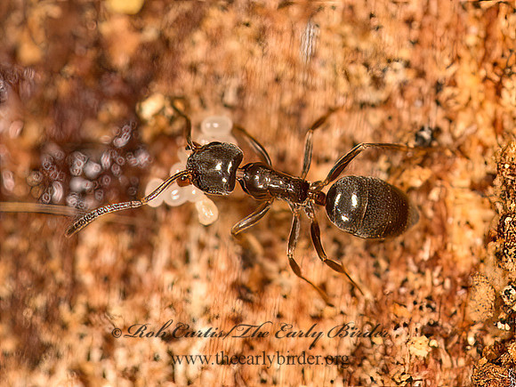 Tapinoma sessile  ODOROUS HOUSE ANT 9058213z