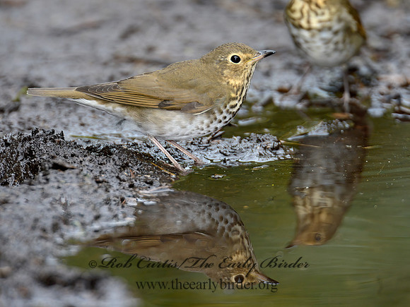 Catharus ustulatus  SWAINSON'S THRUSH 9004338-1z