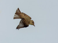 Empidonax traillii TRAILL'S FLYCATCHER 9002218